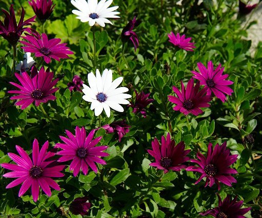 _DSC0039 Flowers outside a house in Lefkara.