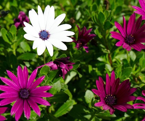 _DSC0040 Flowers in Lefkara.