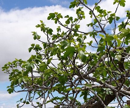 _DSC0020 Fig tree on Stavrovouni mountain.
