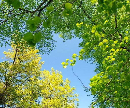 _DSC0082 Treetops.