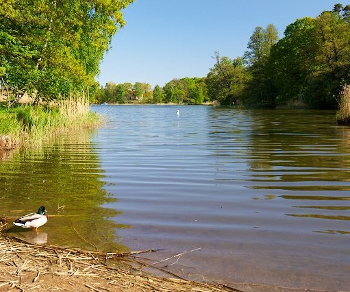 _DSC0084 Lake in Hagaparken.