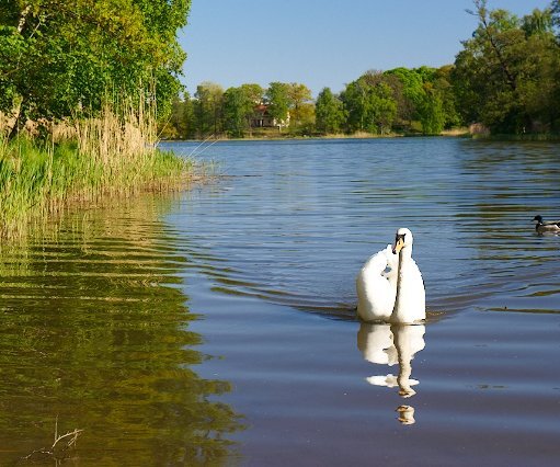 _DSC0087 Swan swimming in a lake in Hagaparken.