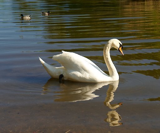 _DSC0091 Swan in a lake in Hagaparken.