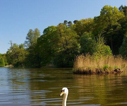 _DSC0094 Swan in a lake in Hagaparken.