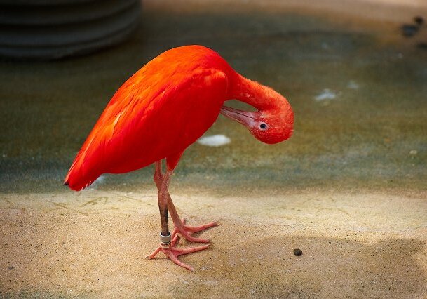 At Helsinki Zoo