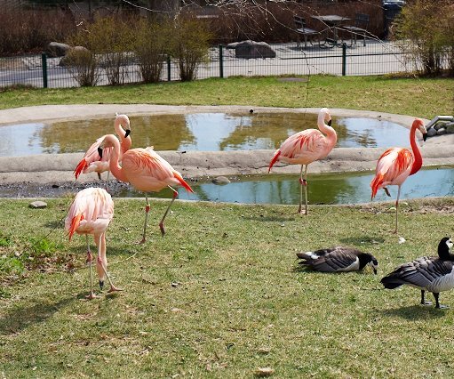 _DSC0020 Flamingos.