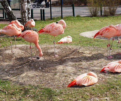 _DSC0021 Flamingos.