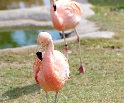 _DSC0024 Flamingos.
