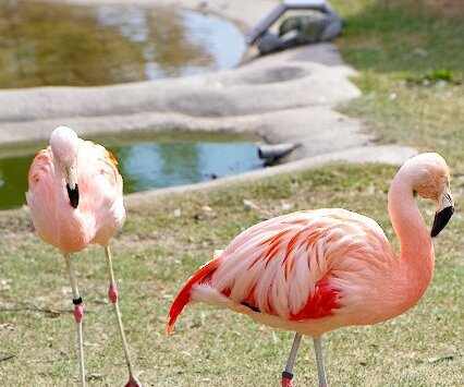 _DSC0026 Flamingos.