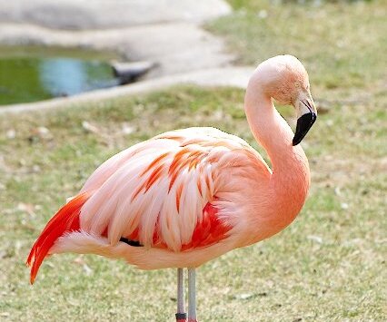 _DSC0029 Flamingo.