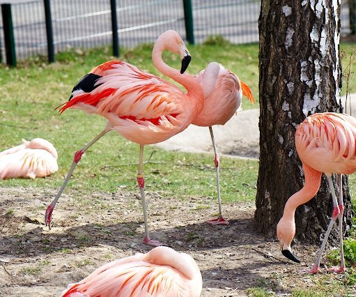_DSC0031 Flamingos.