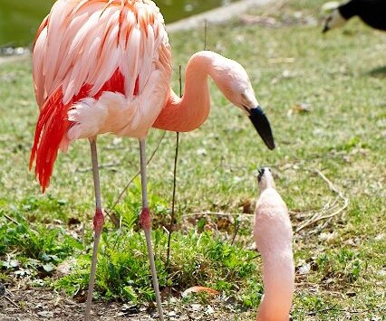 _DSC0037 Flamingos.
