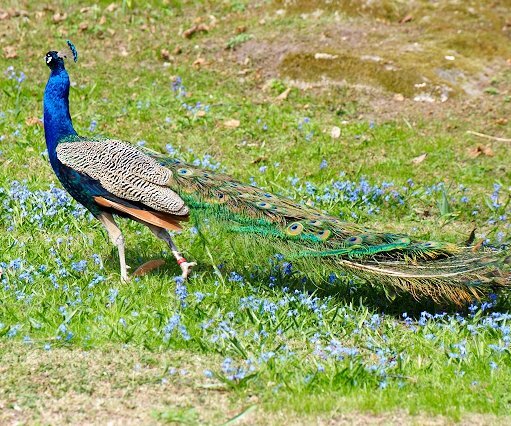 _DSC0041 Peacock.