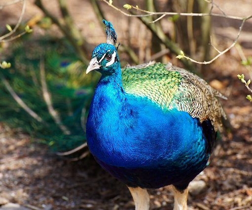 _DSC0050 Peacock.