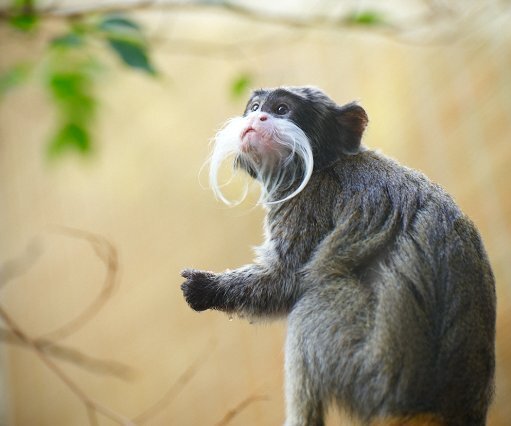 _DSC0063 Monkey.