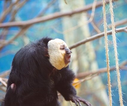 _DSC0064 Monkey.