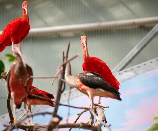 _DSC0067 Birds.