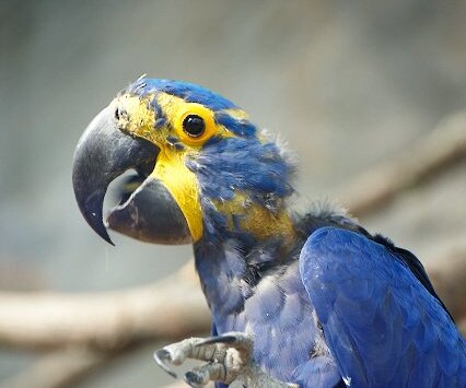 _DSC0070 Parrot.