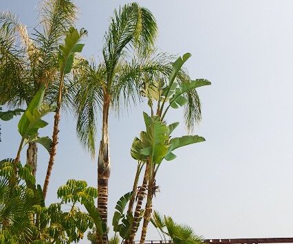 _DSC0007 Plants by the pool at Capo Bay.