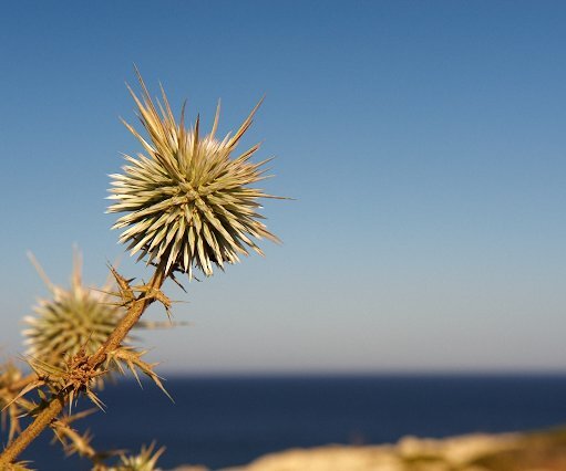 _DSC0059 A thistle against the blue sky at Cavo Greco.
