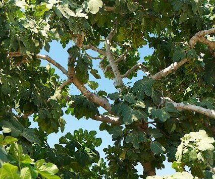 _DSC0074 Fig tree at fig tree bay.