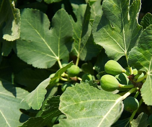 _DSC0090 Figs on a fig tree.