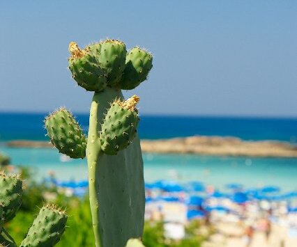 _DSC0091 Cactus at fig tree bay.