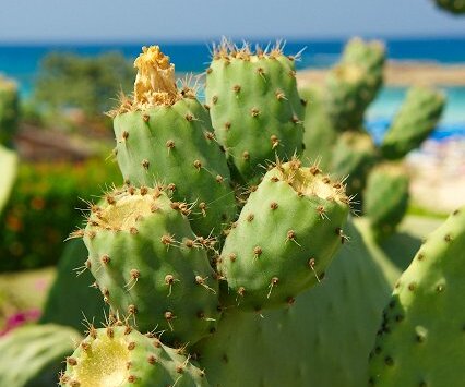 _DSC0094 Cactus with fruit at fig tree bay.