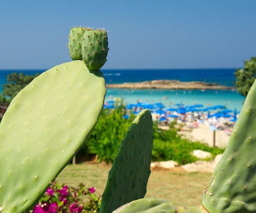 _DSC0095 Cactus at fig tree bay.