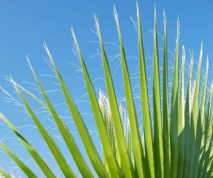 _DSC0099 Palm tree leaf at fig tree bay.