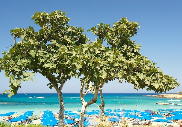 At Fig Tree Bay At Fig Tree Bay.