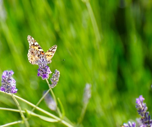 _DSC0044 Butterfly.