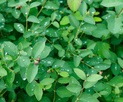 _DSC0003 Rain drops on leaves.