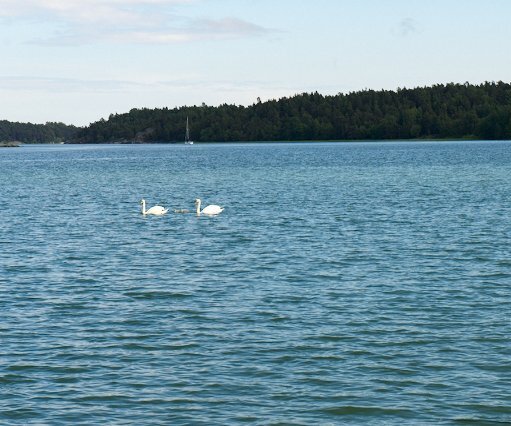 _DSC0027 Swans at Trosa havsbad.