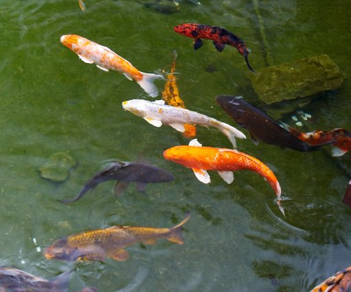 _DSC0062 Koi fish in the pond at Four Seasons Hotel.