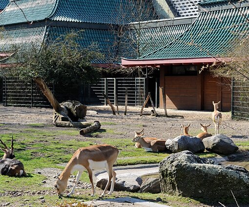 _DSC0162 Animals at Zoo Berlin.