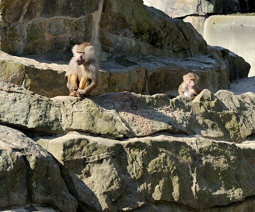 _DSC0168 Apes.