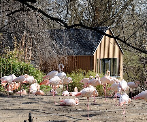 _DSC0169 Flamingos.