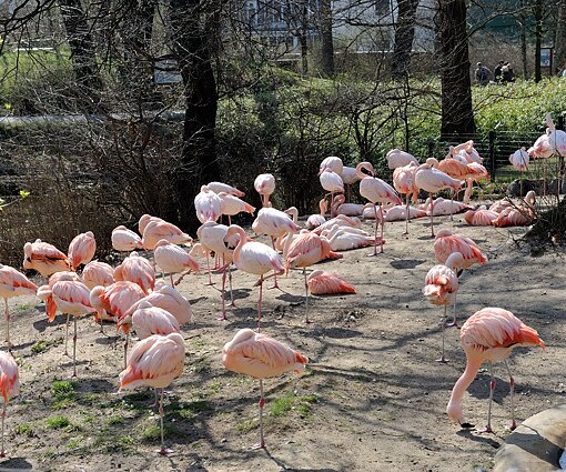 _DSC0171 Flamingos.