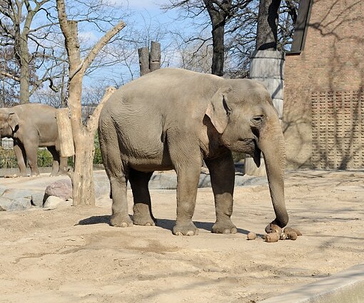 _DSC0173 Elephants.