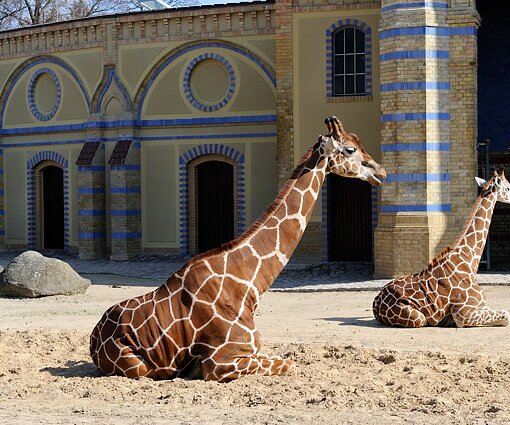 _DSC0175 Giraffes.