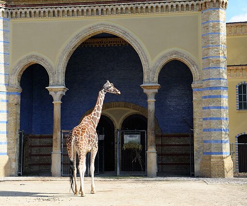 _DSC0180 Giraffe at Zoo Berlin.