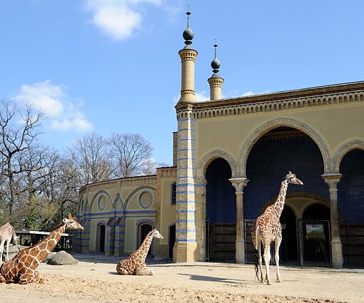 _DSC0181 Giraffes at Zoo Berlin.