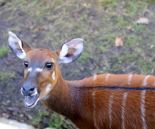 _DSC0188 Animal at Zoo Berlin.
