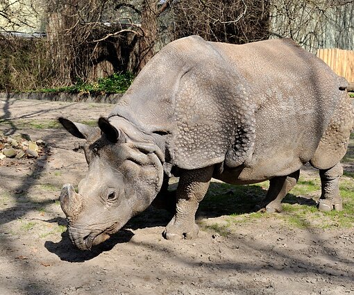 _DSC0199 Rhinoceros.