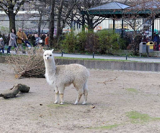 _DSC0201 Llama.