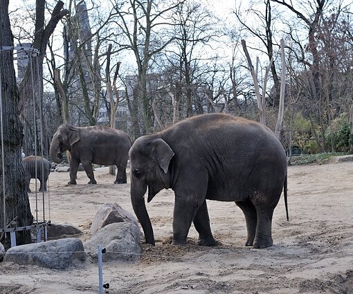 _DSC0202 Elephants.