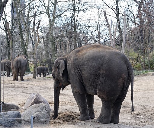_DSC0204 Elephants.