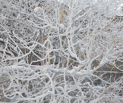 _DSC0026 Frosty tree.