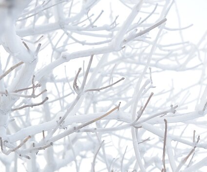 _DSC0031 Frosty tree branches.